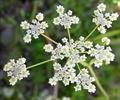 Cuminum cyninum
